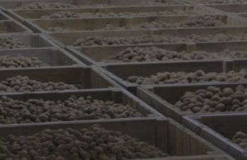 Contrats 2019 – 2020 en pommes de terre bio : production de frites, chips / croustilles et variétés pour le marché du frais – mars 2019