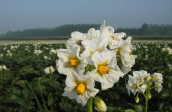 Evolutions à propos du « Convenant », convention pommes de terre robustes aux Pays-Bas
