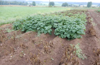 Signature de la nouvelle « convention pommes de terre robustes bio » en Belgique lors de Potato Europe 2023.