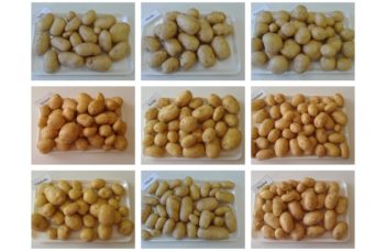Pommes de terre robustes en agriculture biologique : essai variétal 2021