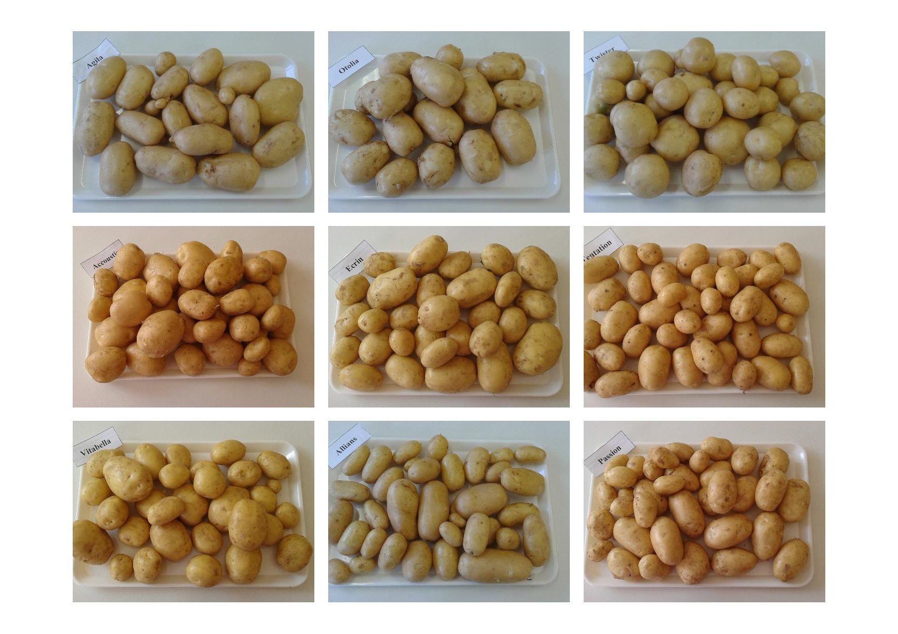 Pommes de terre robustes en agriculture biologique : essai variétal 2021