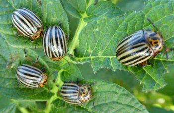 Des populations de doryphores résistantes aux insecticides en Wallonie – Juin 2023