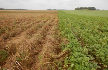 Emblavement des pommes de terre bio en 2020 – légère augmentation en Belgique (mars 2022)