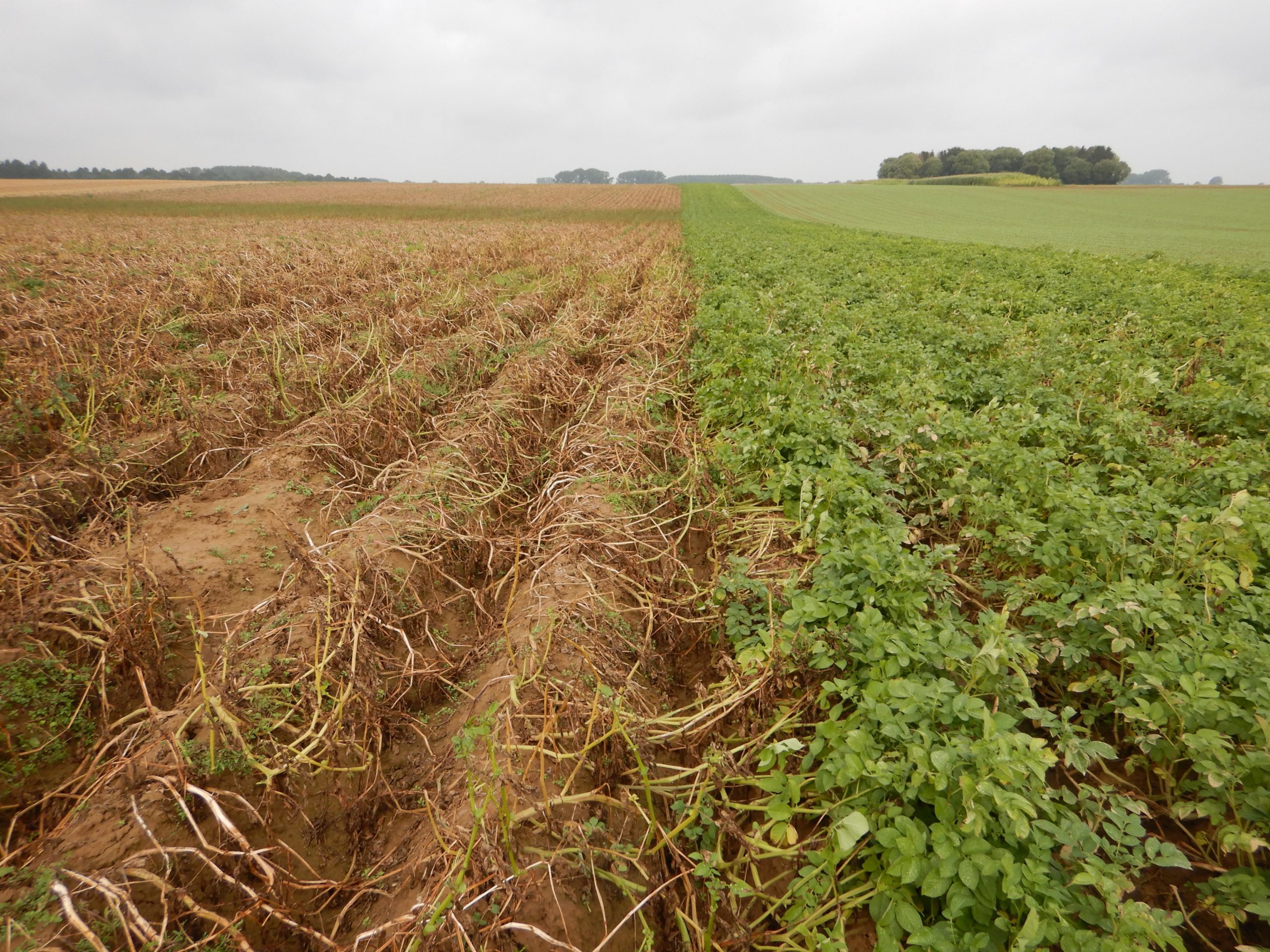 Emblavement des pommes de terre bio en 2020 – légère augmentation en Belgique (mars 2022)