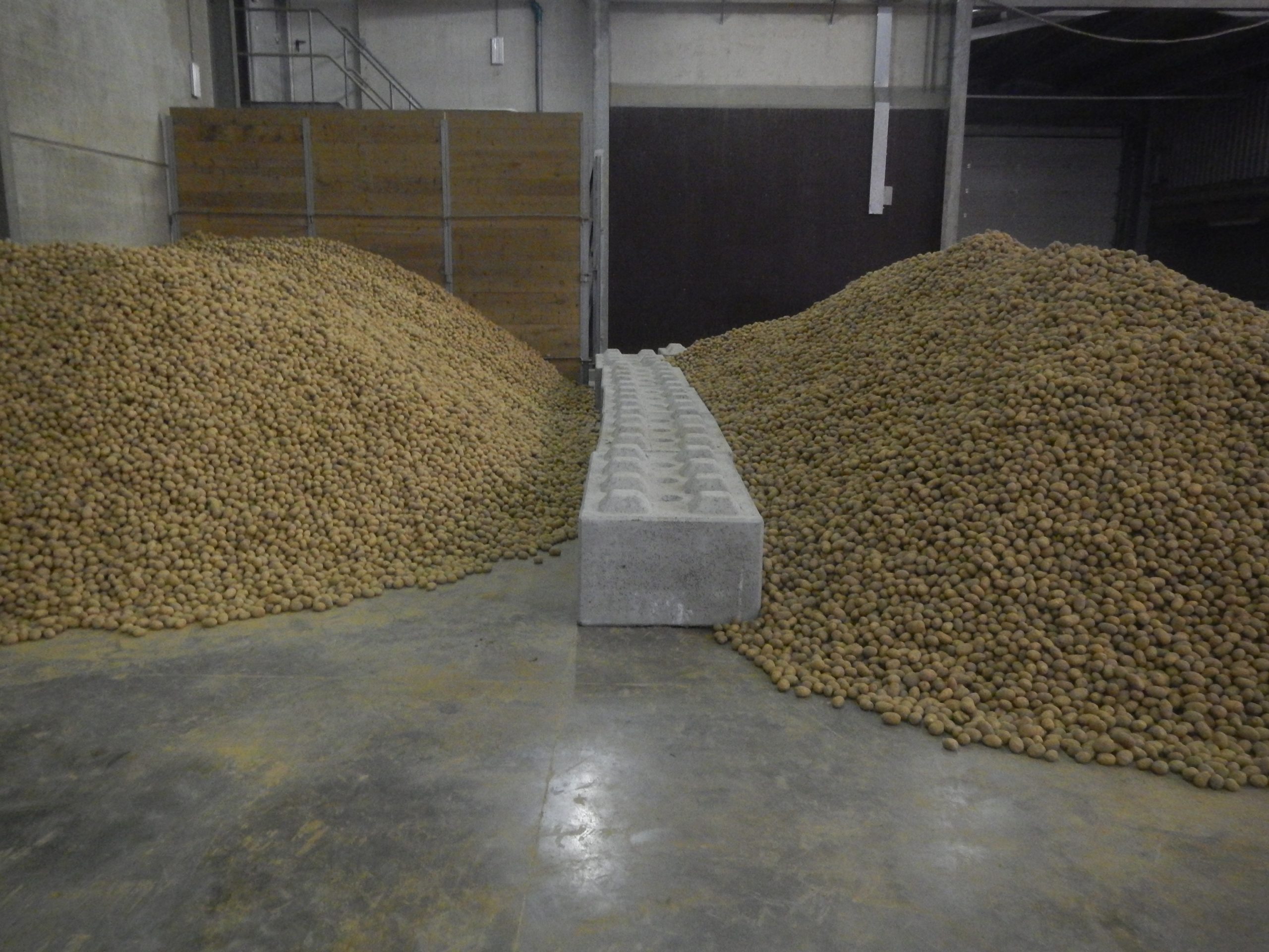 Enquête sur le marché du plant de pomme de terre en Belgique