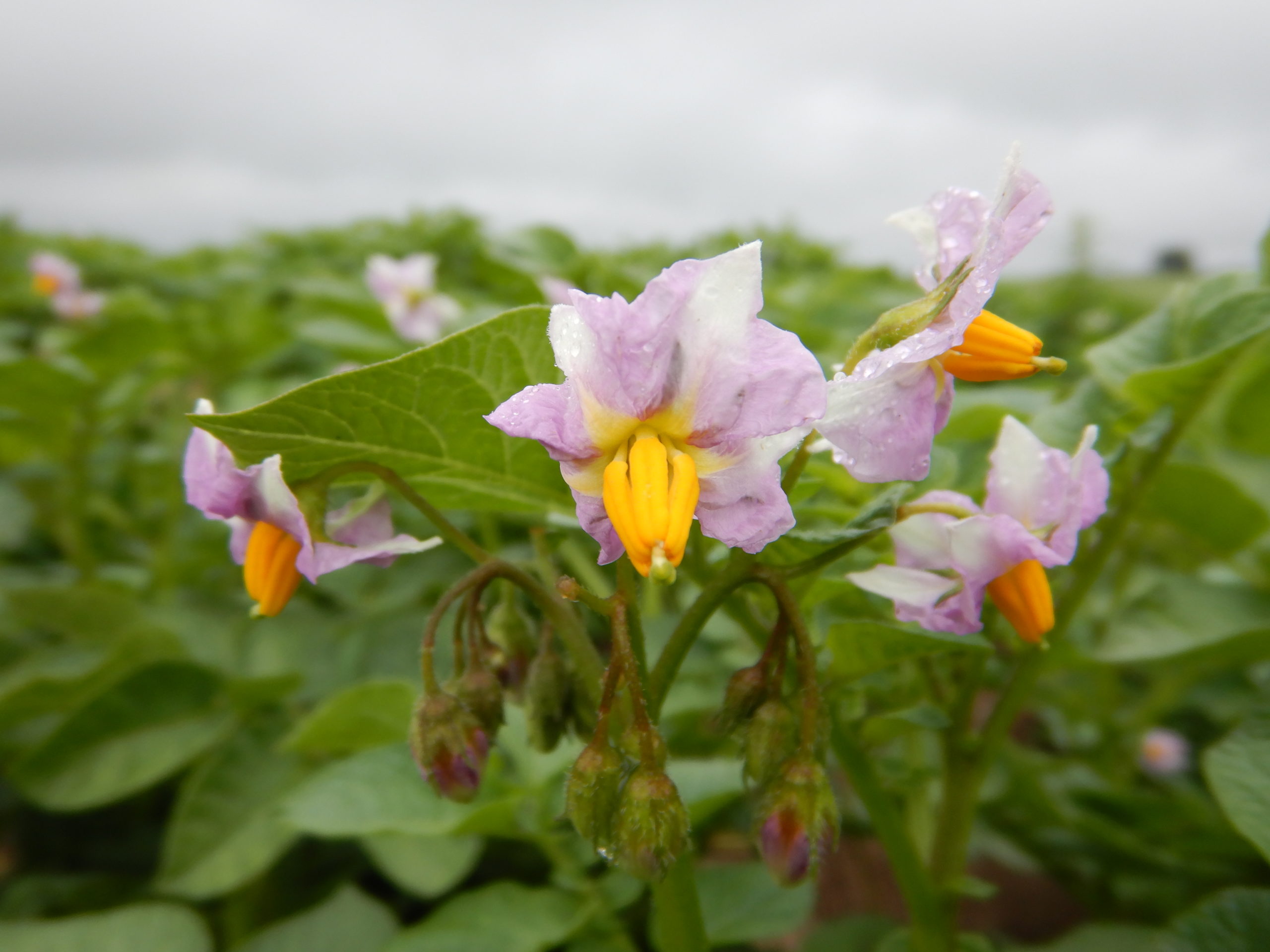 Essai de variétés de pommes de terre pour la culture biologique 2020