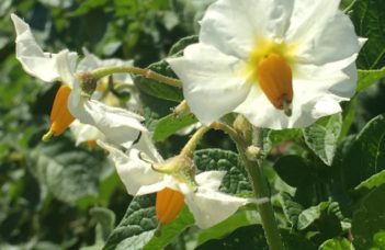 Floribel : la nouvelle variété de pommes de terre à chair tendre, made in Belgium – Juin 2022