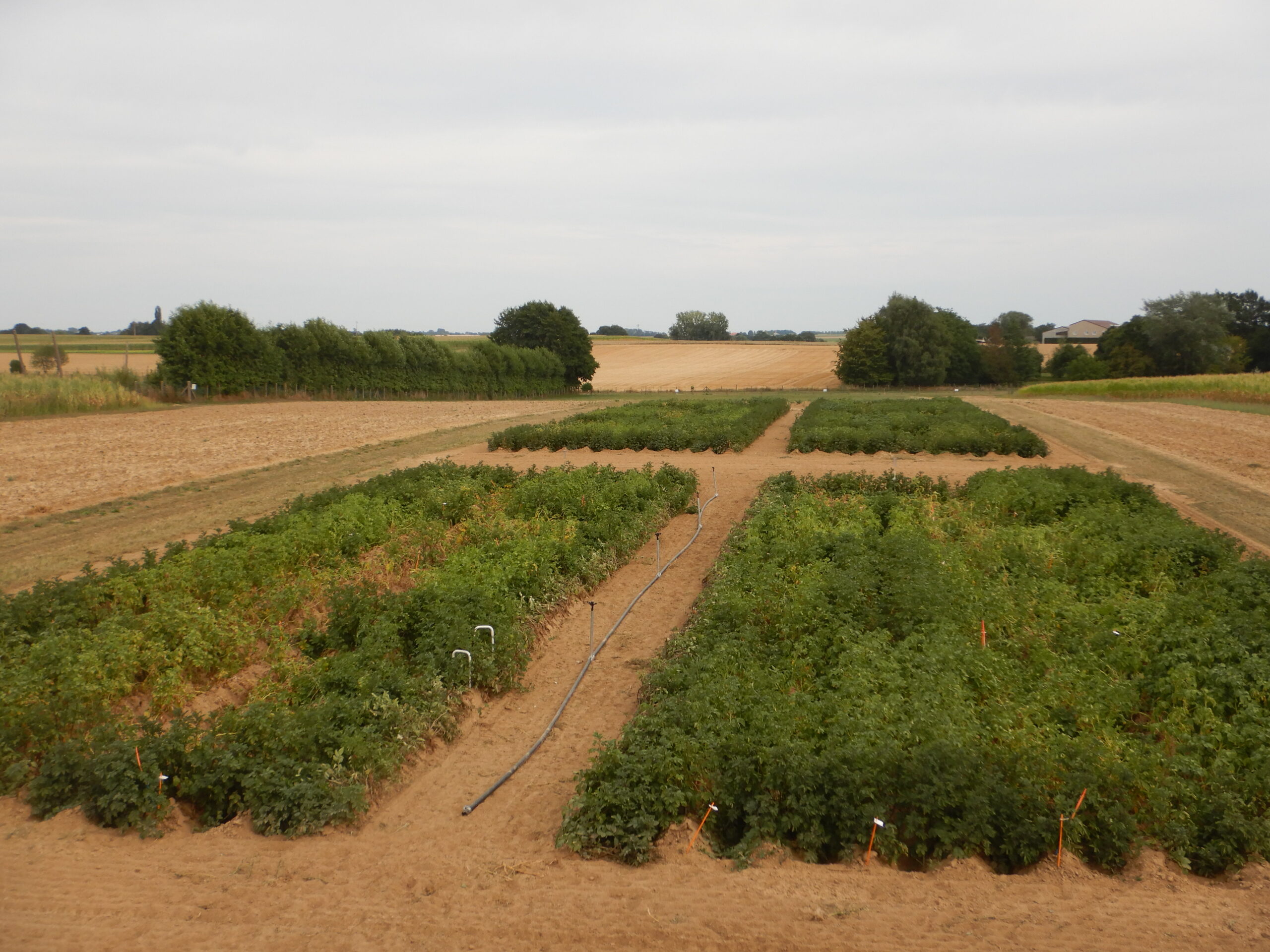 Pommes de terre robustes en agriculture biologique : essai variétal 2022 (Rapport Avril 2023)
