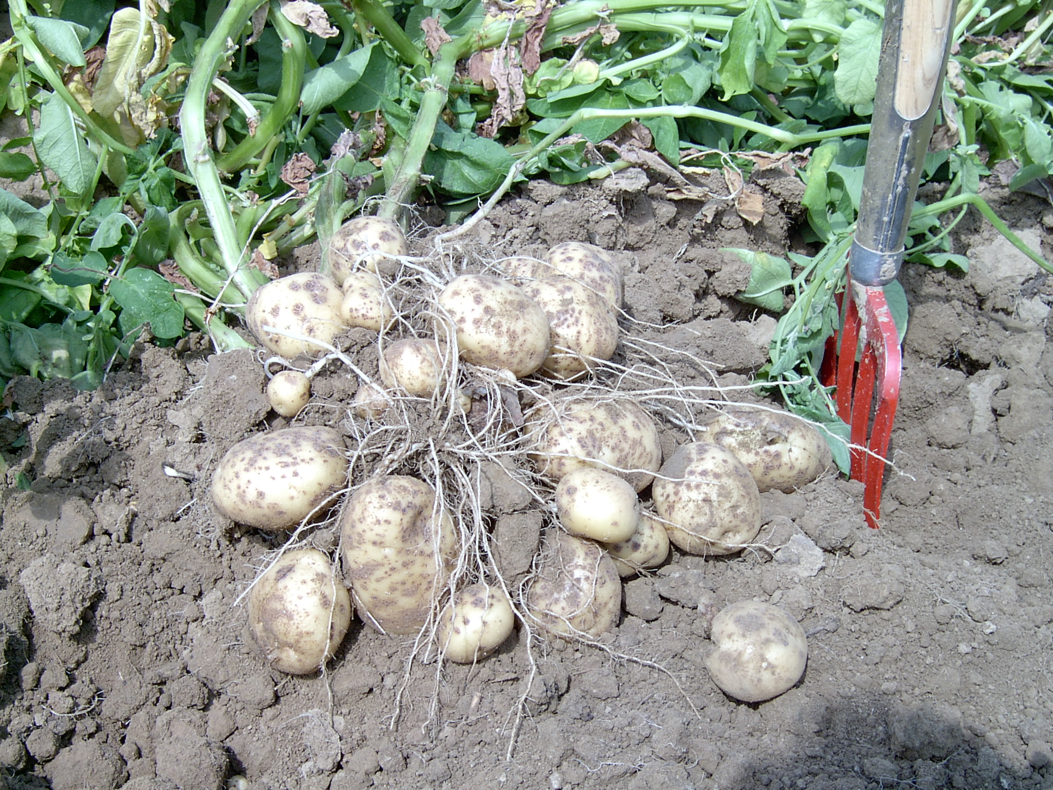 Rendement / qualité pdt en Belgique – Opbrengst / kwaliteit aardappelen in België – Potato yield / quality in Belgium – Communiqué 2 -21 août 2023
