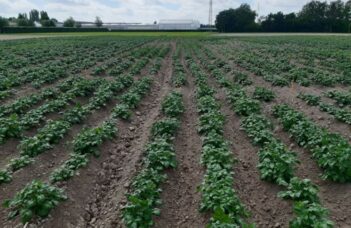 Essai de variétés de pommes de terre pour la culture biologique 2022 : pas de mildiou grâce à un été sec
