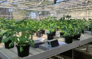 Etude de la résistance au stress hydrique de quelques variétés de pommes de terre – Mars 2024