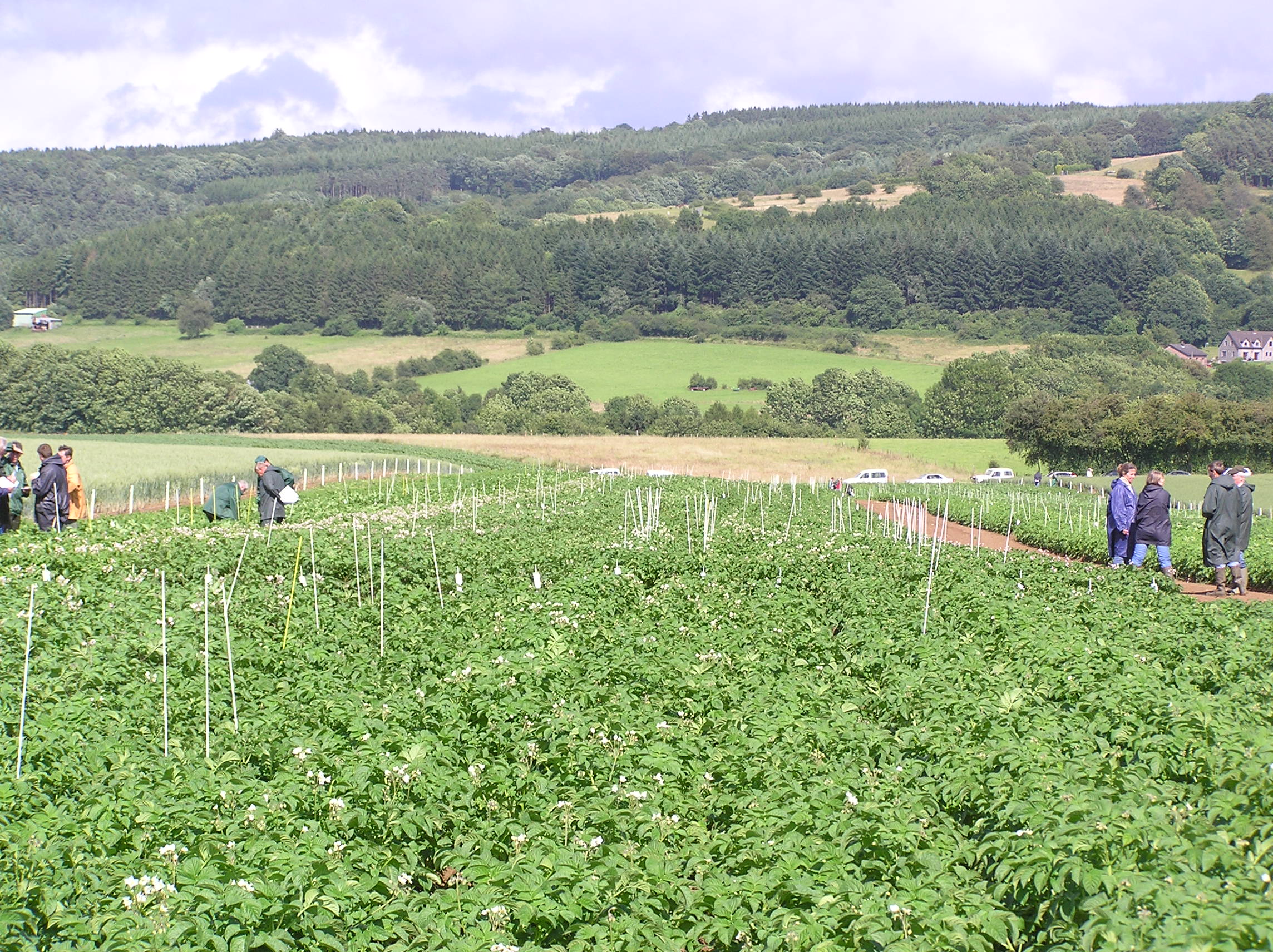 Le 13 juin : Visite du champ de post-contrôle plants de pomme de terre à Gembloux
