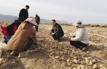 La Chine réalise une percée dans la sélection de pommes de terre : « Gan-NongShu 7 » met fin à la dépendance aux variétés de transformation étrangères