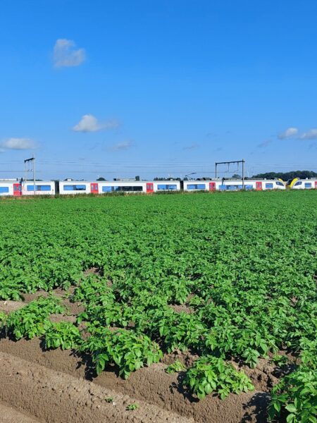 Rendement / qualité pdt en Belgique – Communiqué 1 – 06 août 2025