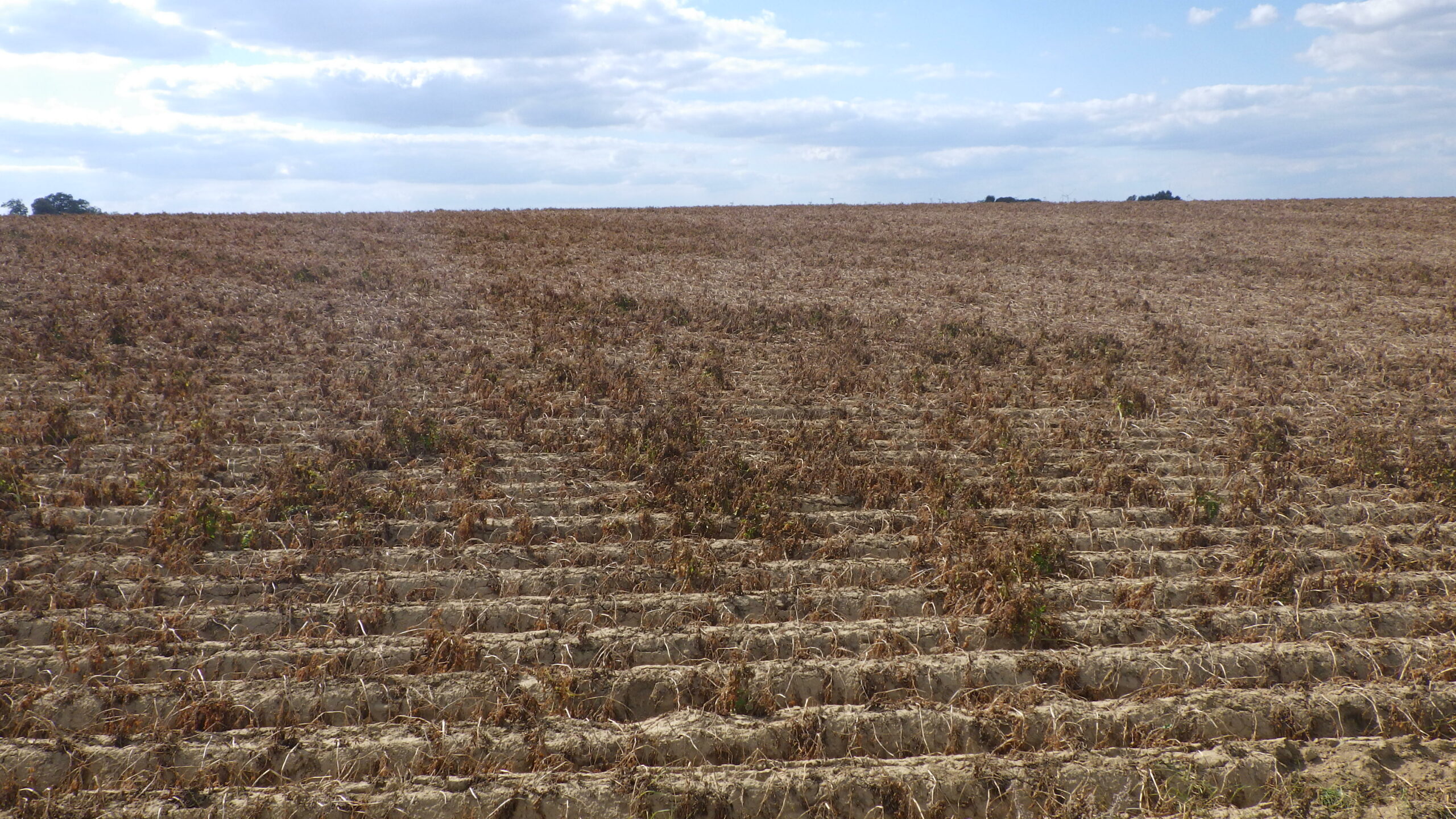 Rendement / qualité pdt en Belgique – Communiqué 5 : final – 09 octobre 2025