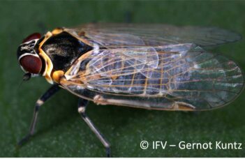 Le stolbur : nouvelle menace pour la pomme de terre européenne