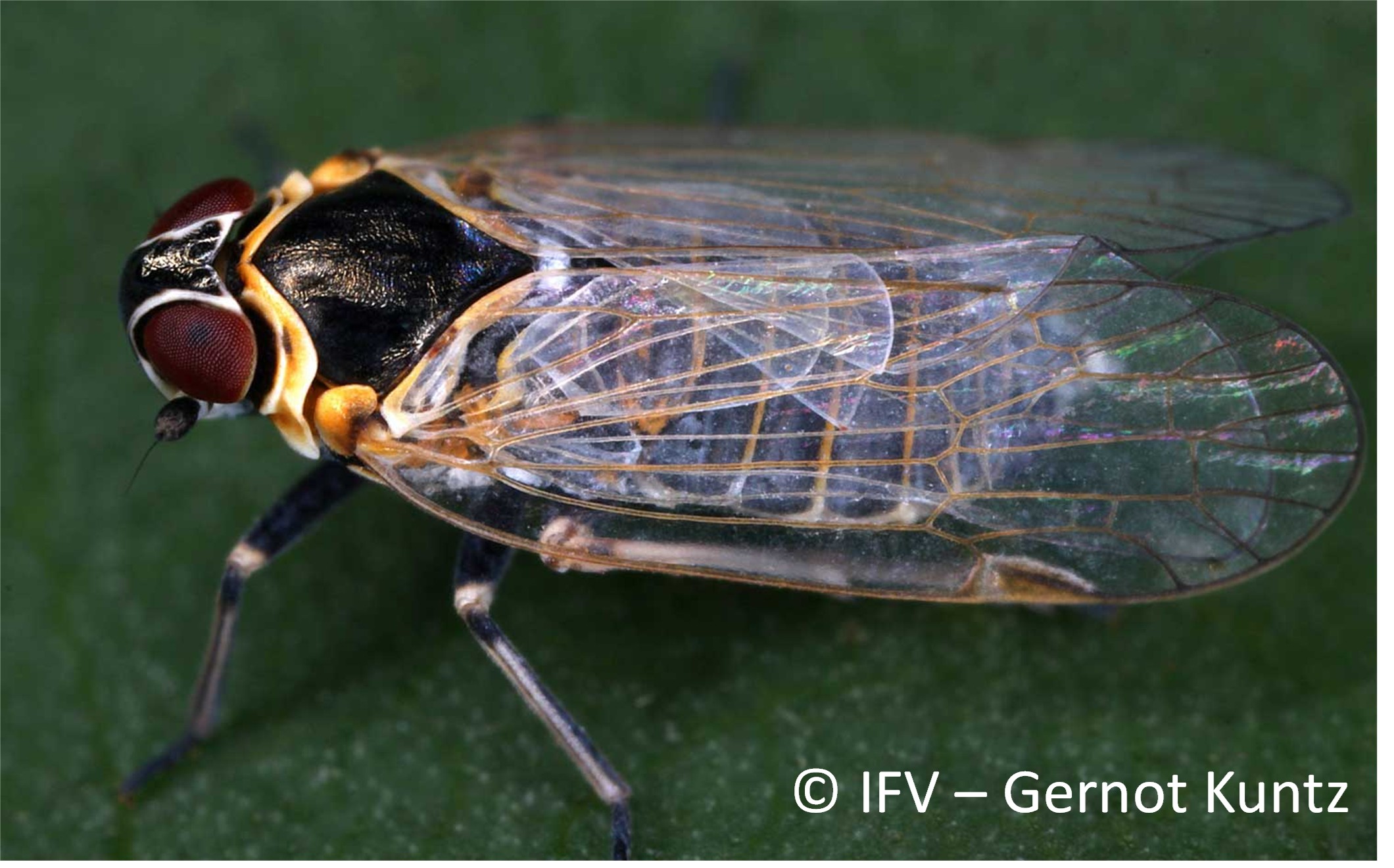 Le stolbur : nouvelle menace pour la pomme de terre européenne