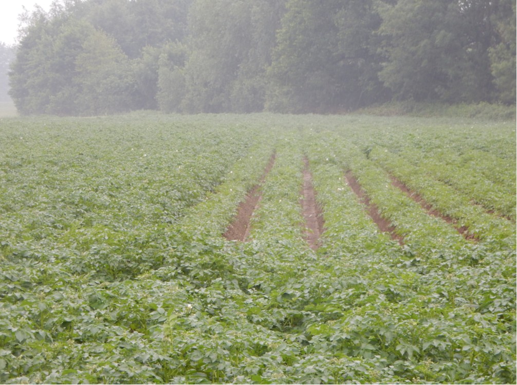 Phosphore, Potasse et Macro- et micro-éléments.