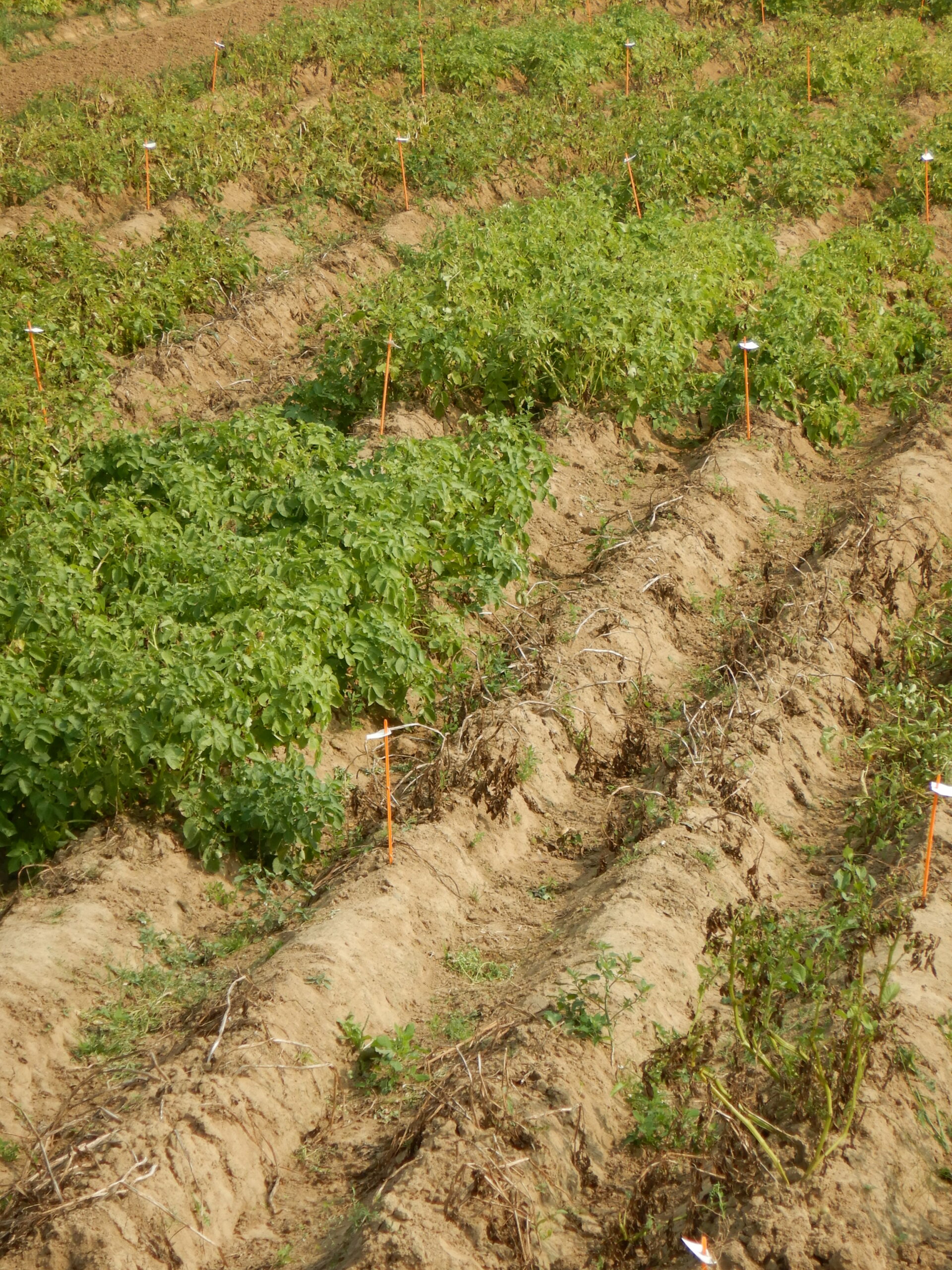 La nouvelle liste belgo-française des variétés robustes 2026 est disponible !