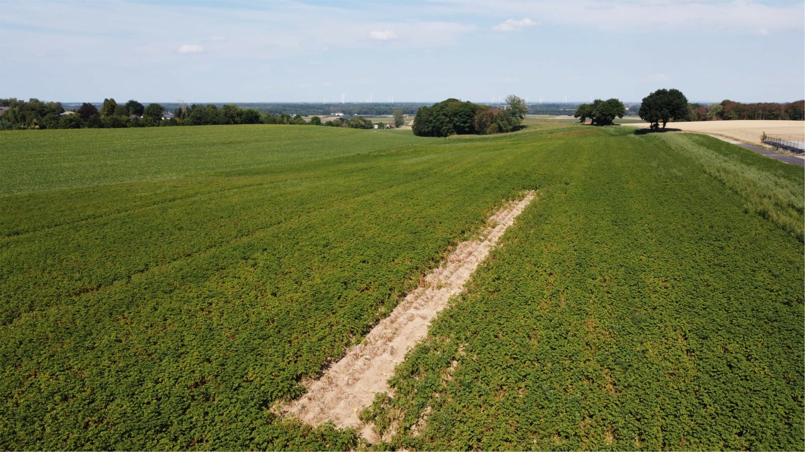 Quelques données de rendements pour une série de « nouvelles variétés frites » ainsi que pour les pommes de terre robustes (RR) frais et industrie