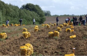 Essai variétés robustes encadré par le CRA-W – Résumé du rapport 2025