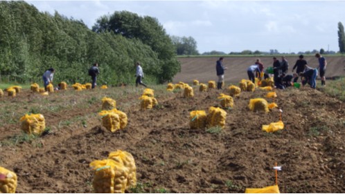 Essai variétés robustes encadré par le CRA-W – Résumé du rapport 2025