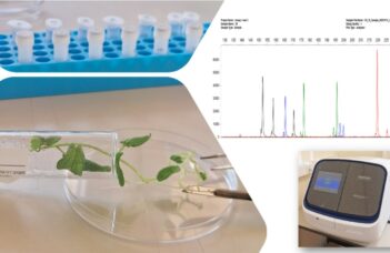 Identification variétale des pommes de terre : une nouvelle approche analytique développée au CRA W
