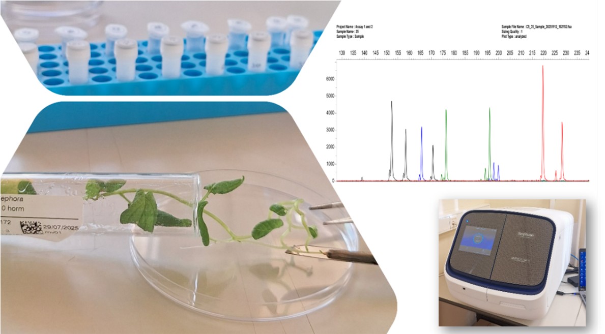 Identification variétale des pommes de terre : une nouvelle approche analytique développée au CRA W