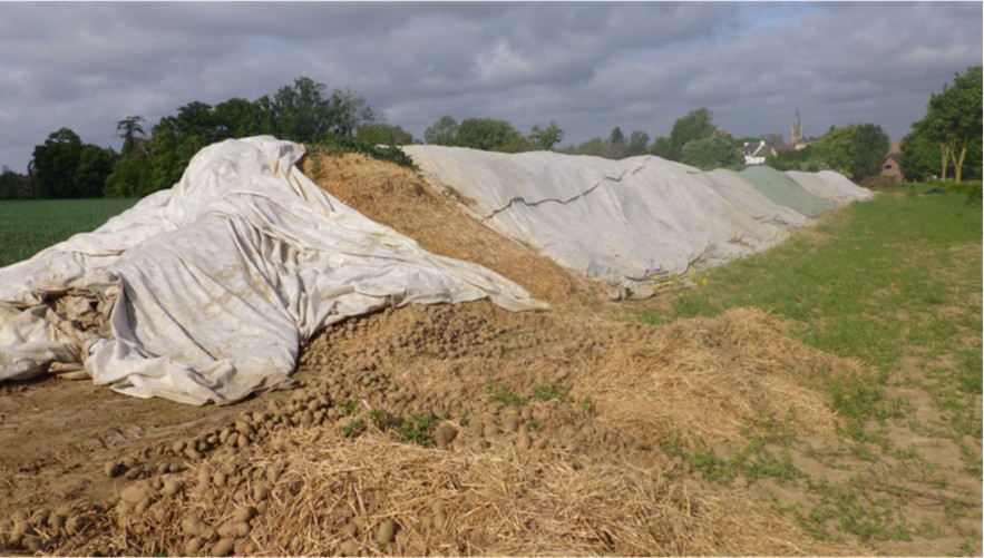 Gestion des tas de déchets, des écarts de triage et des pommes de terre invalorisables / invendables