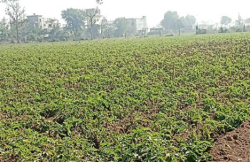 Evolution du secteur de la pomme de terre en Inde : du volume à la valeur…