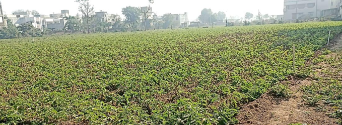 Evolution du secteur de la pomme de terre en Inde : du volume à la valeur…